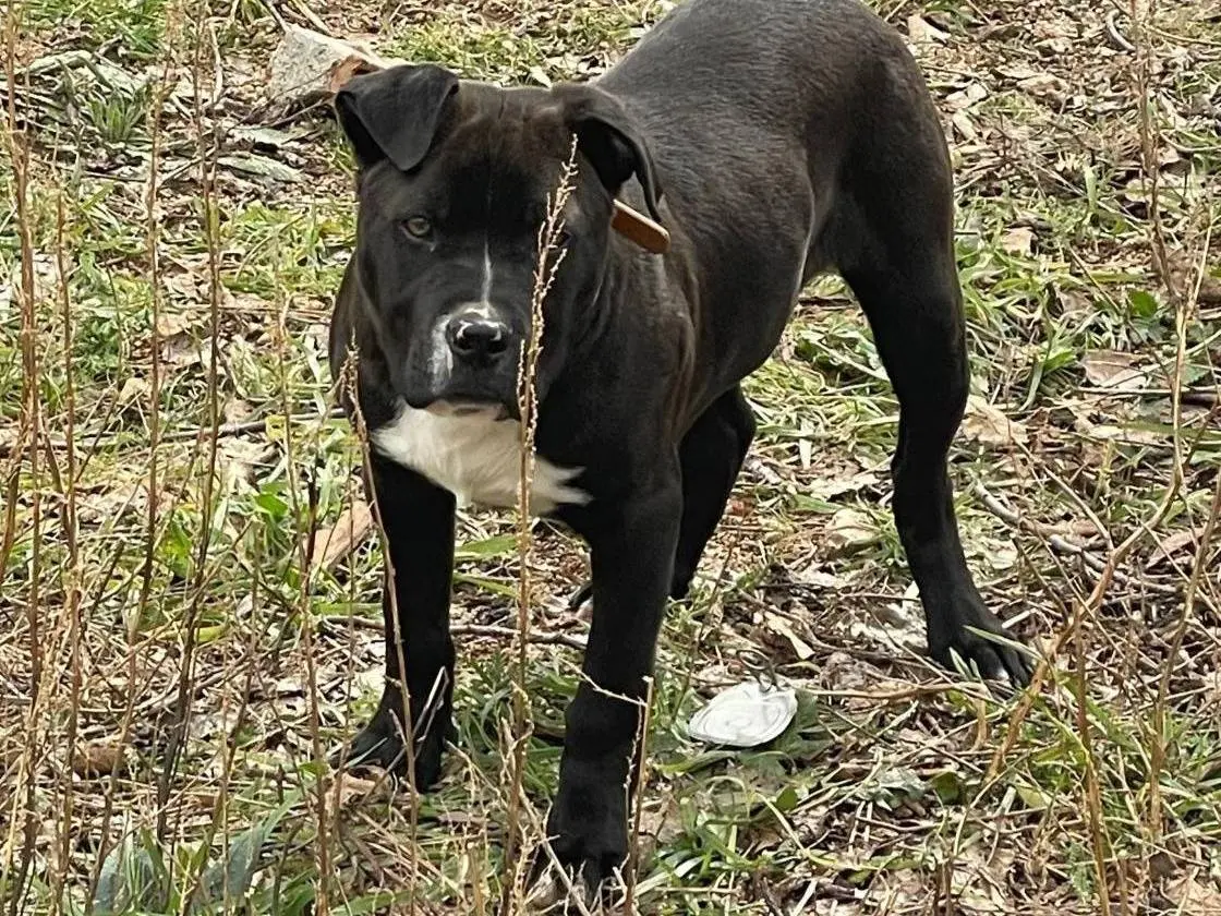 Adozione cane, maschio, Pitbull Razza sconosciuta, 1 anno e 9 mesi, taglia media, Crotone