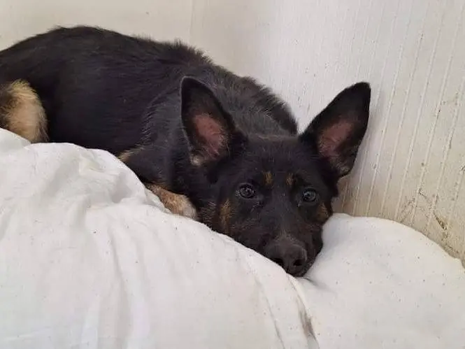Adotta un cane, femmina, 6 anni e 10 mesi, Potenza