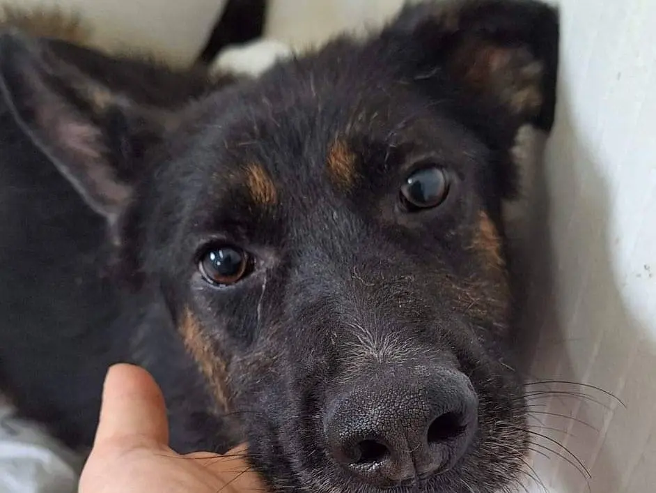 Adotta un cane, taglia media, femmina, Potenza