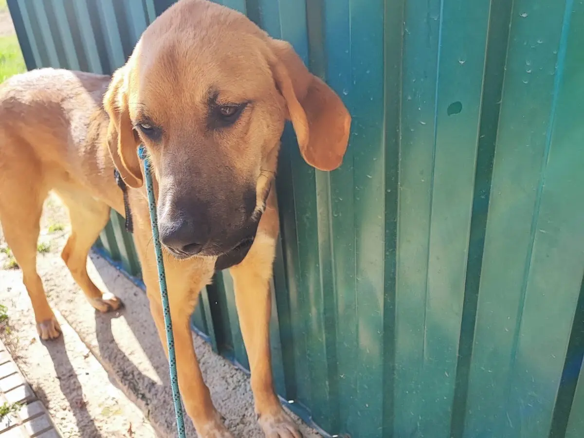 Adozione cane, maschio, Razza sconosciuta Razza sconosciuta, 3 anni, taglia media, Avellino