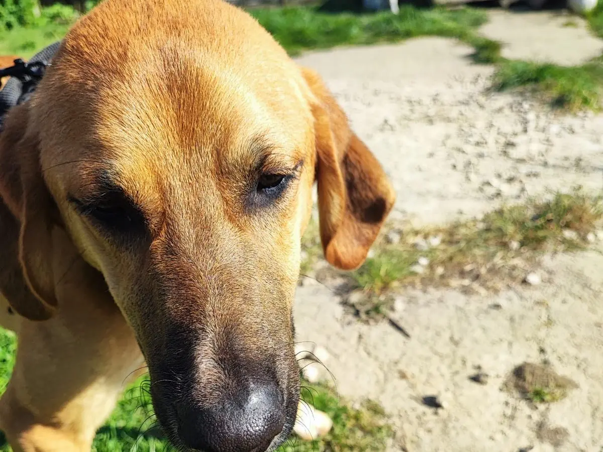 Adotta un cane, maschio, 3 anni, Avellino