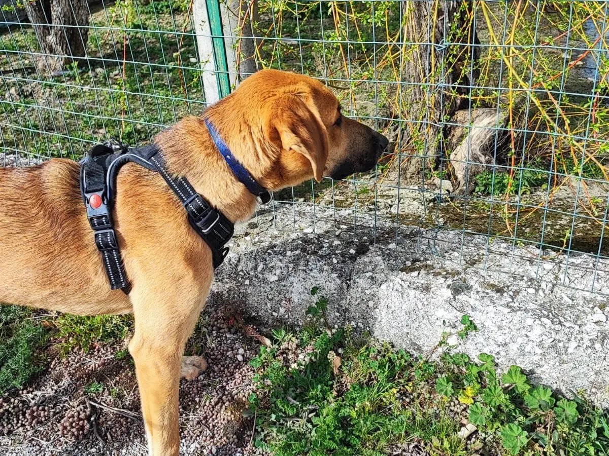 Adotta un cane, taglia media, maschio, Avellino
