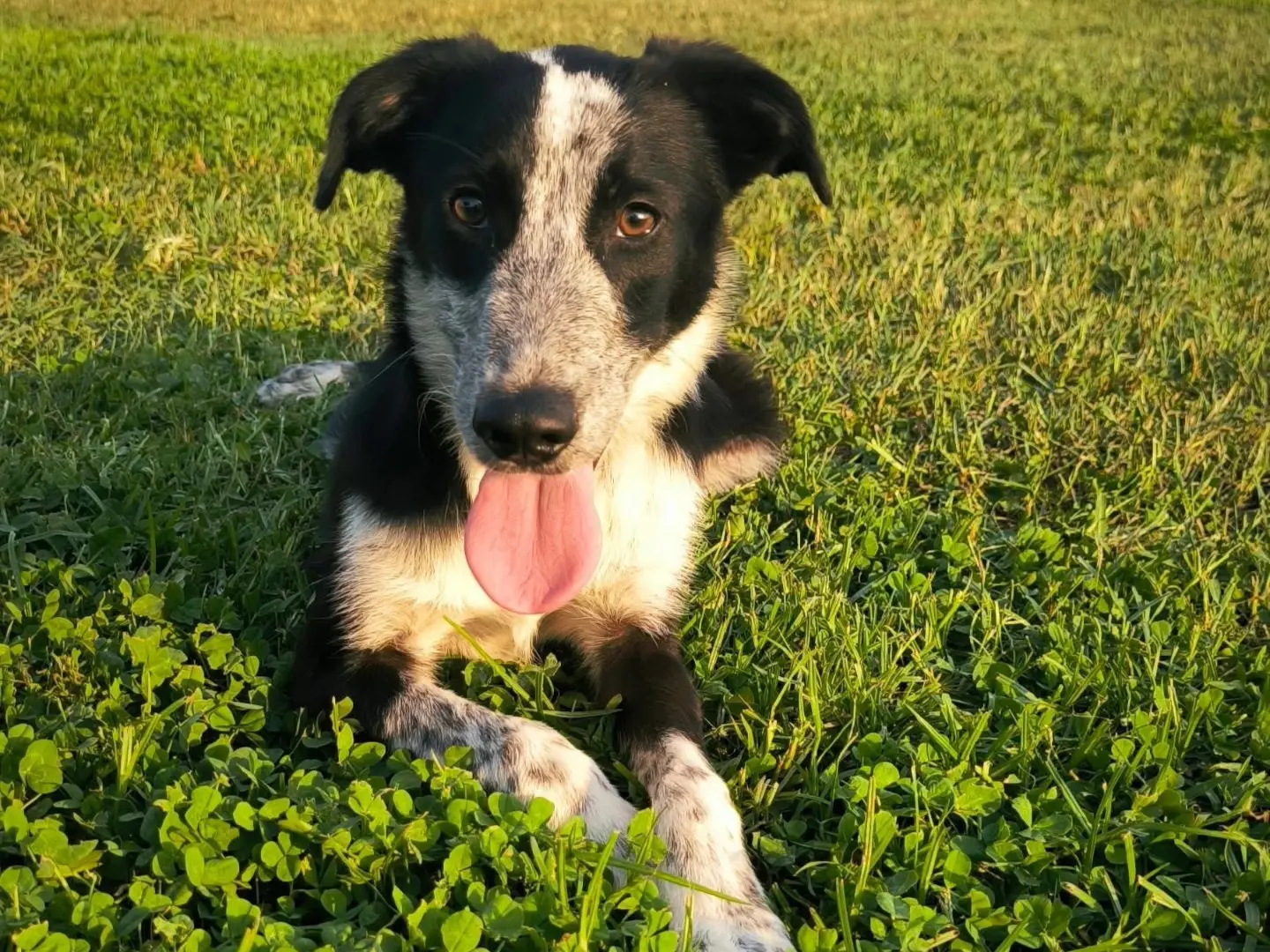 Adozione cane, femmina, Razza sconosciuta Razza sconosciuta, 1 anno e 9 mesi, taglia media contenuta, Cosenza