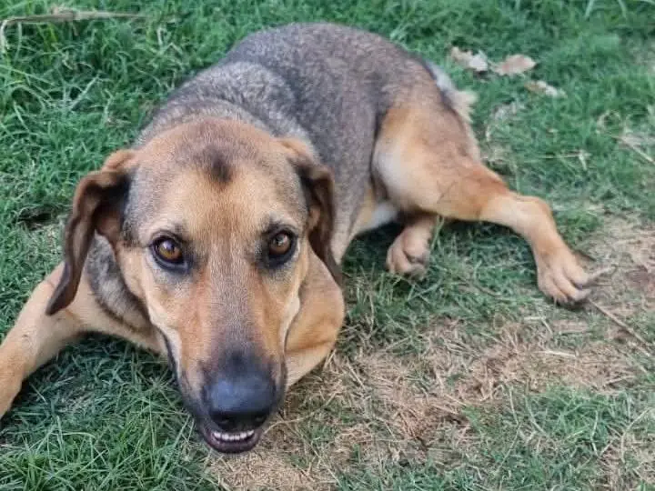 Vuoi adottare un cane a Latina?