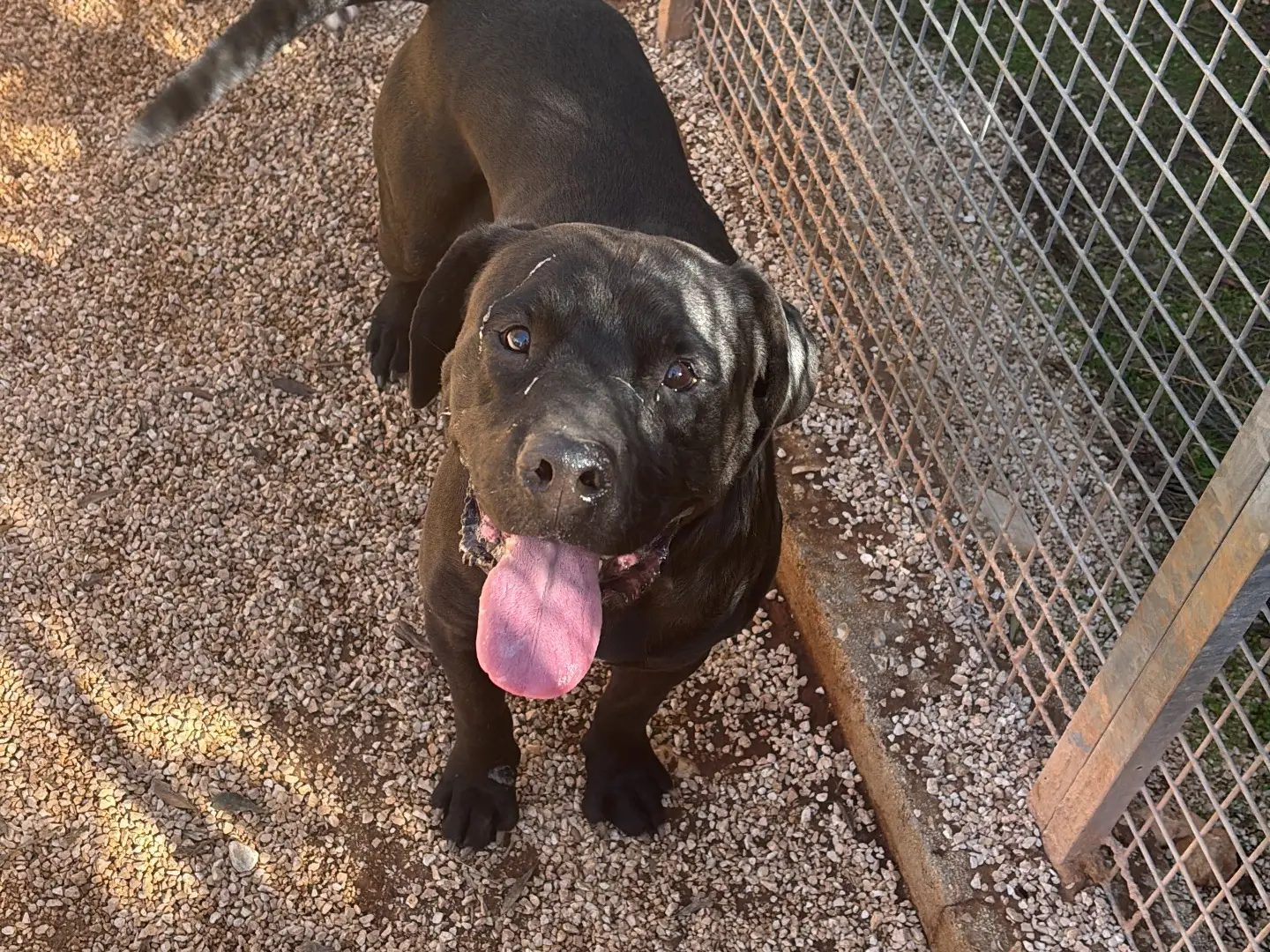 Adotta un cane, maschio, 5 anni e 4 mesi, Taranto