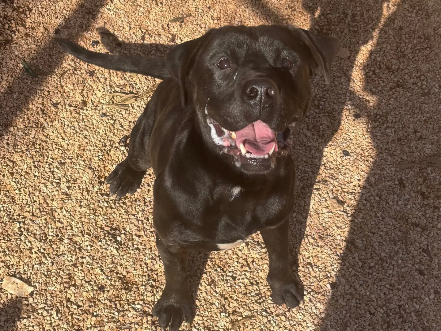 Adozione cane, maschio, Labrador Retriever Razza sconosciuta, 5 anni e 4 mesi, taglia grande, Taranto