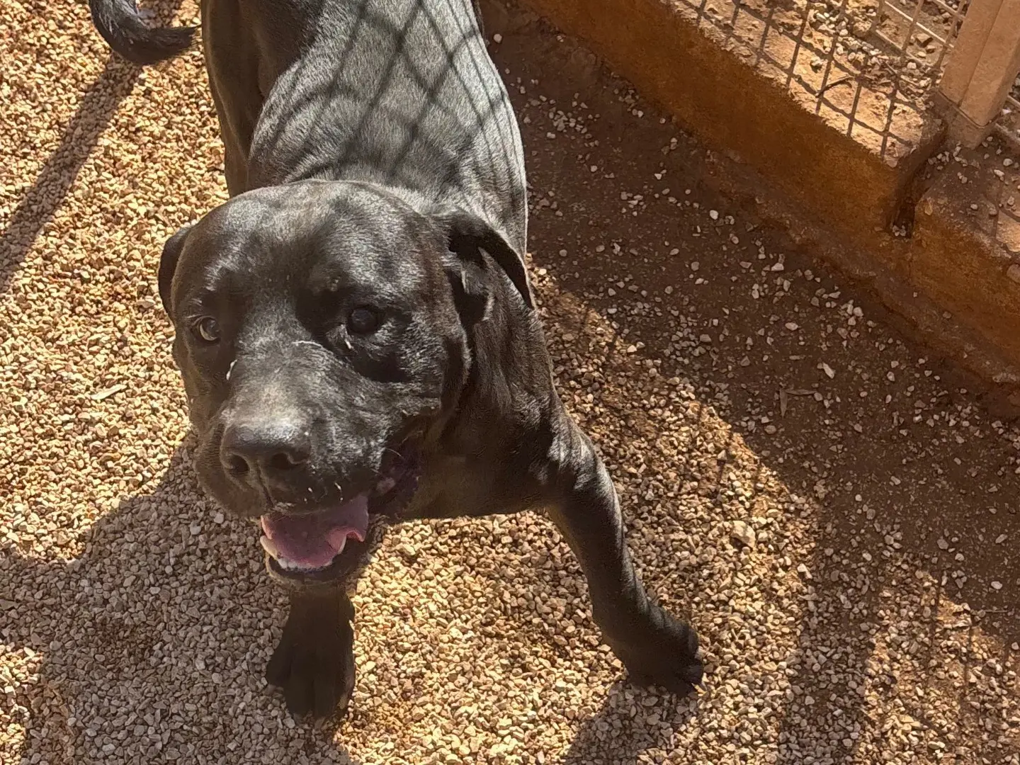 Adotta un cane, taglia grande, maschio, Taranto