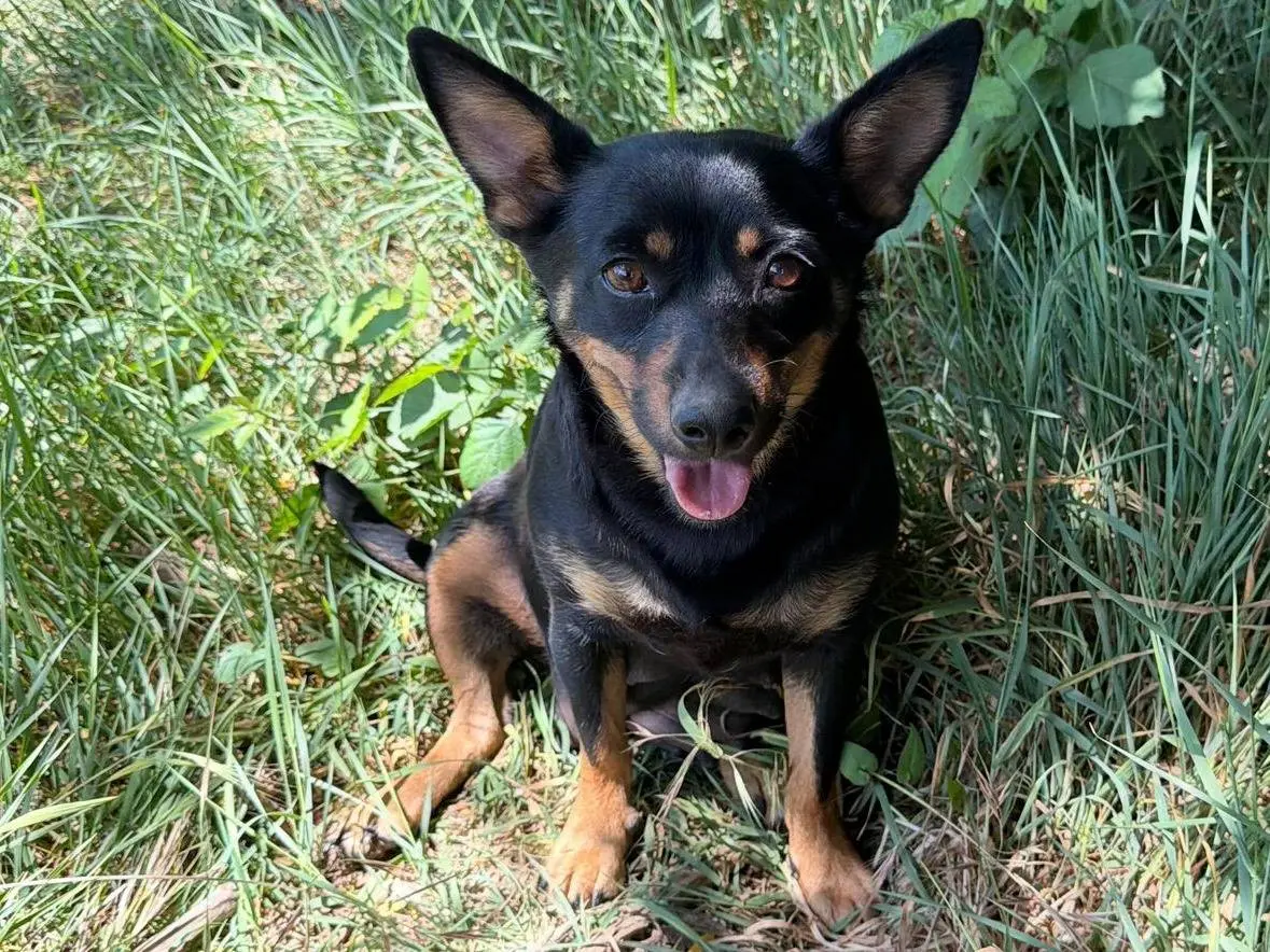 Adotta un cane, femmina, 3 anni e 4 mesi, Caserta