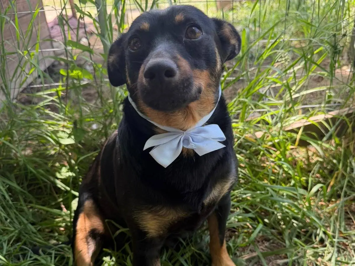 Adozione cane, femmina, Razza sconosciuta Razza sconosciuta, 3 anni e 4 mesi, taglia media contenuta, Caserta
