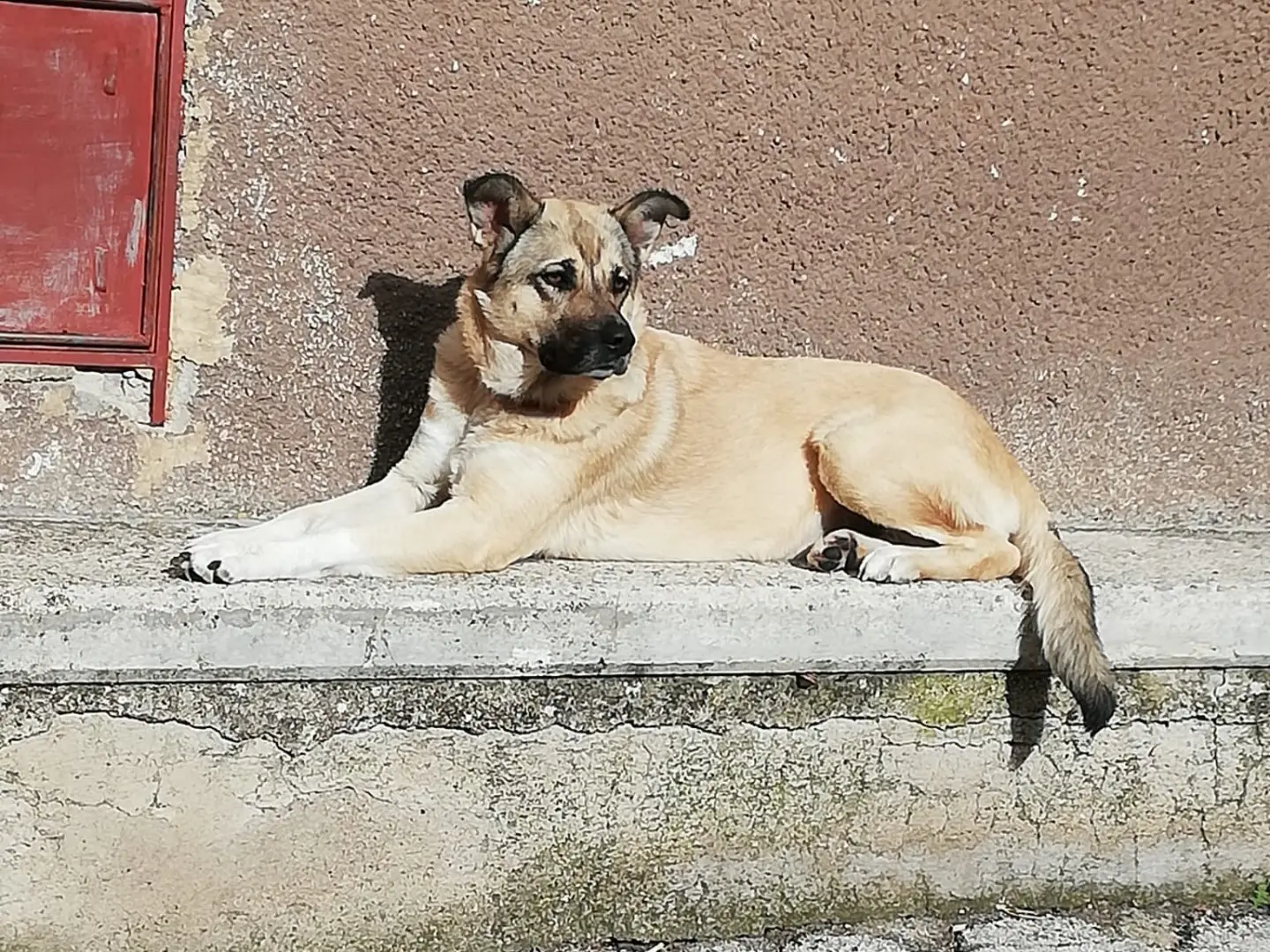 Adotta un cane, femmina, 3 anni e 10 mesi, Roma