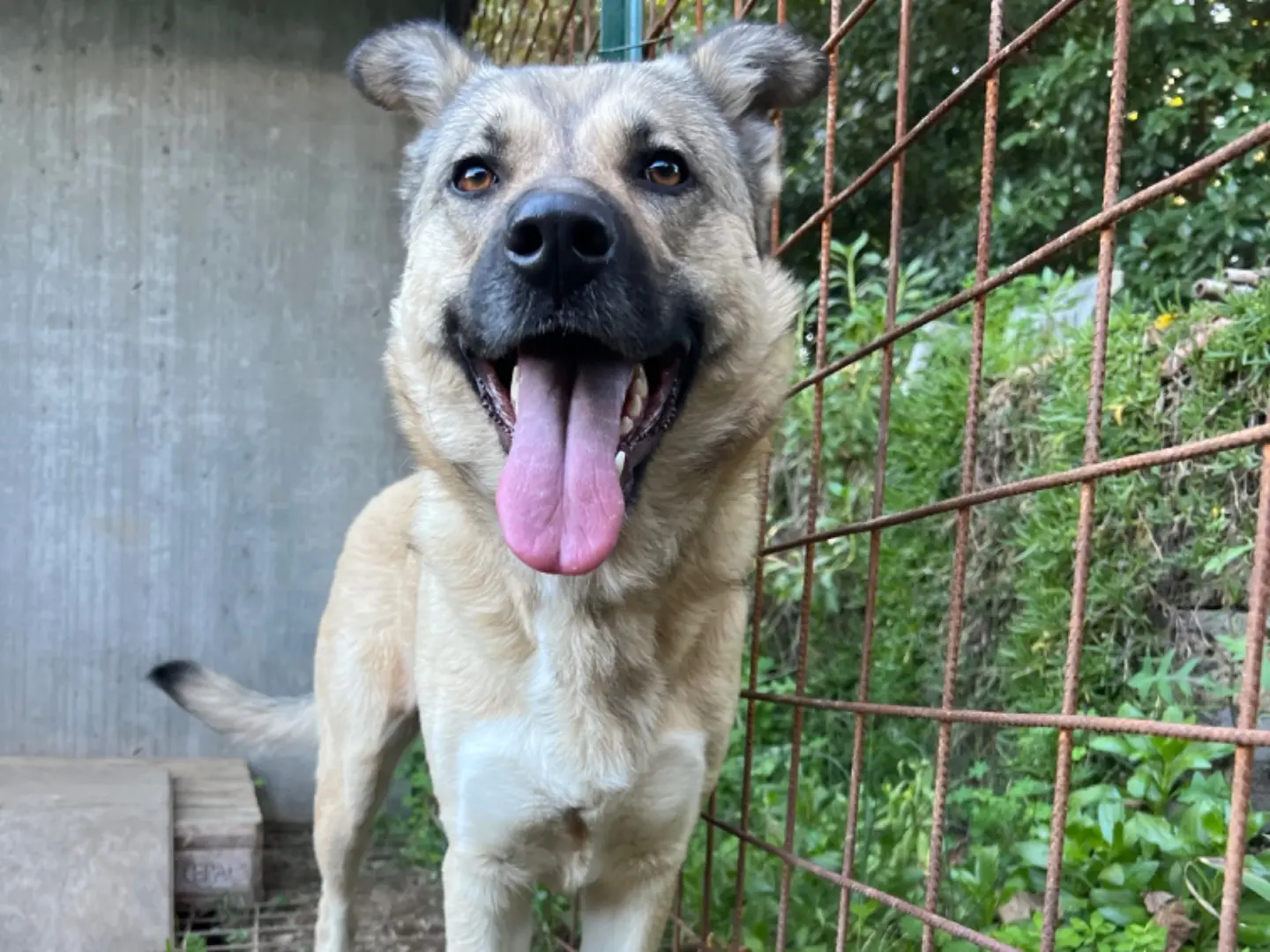 Vuoi adottare un cane a Roma?