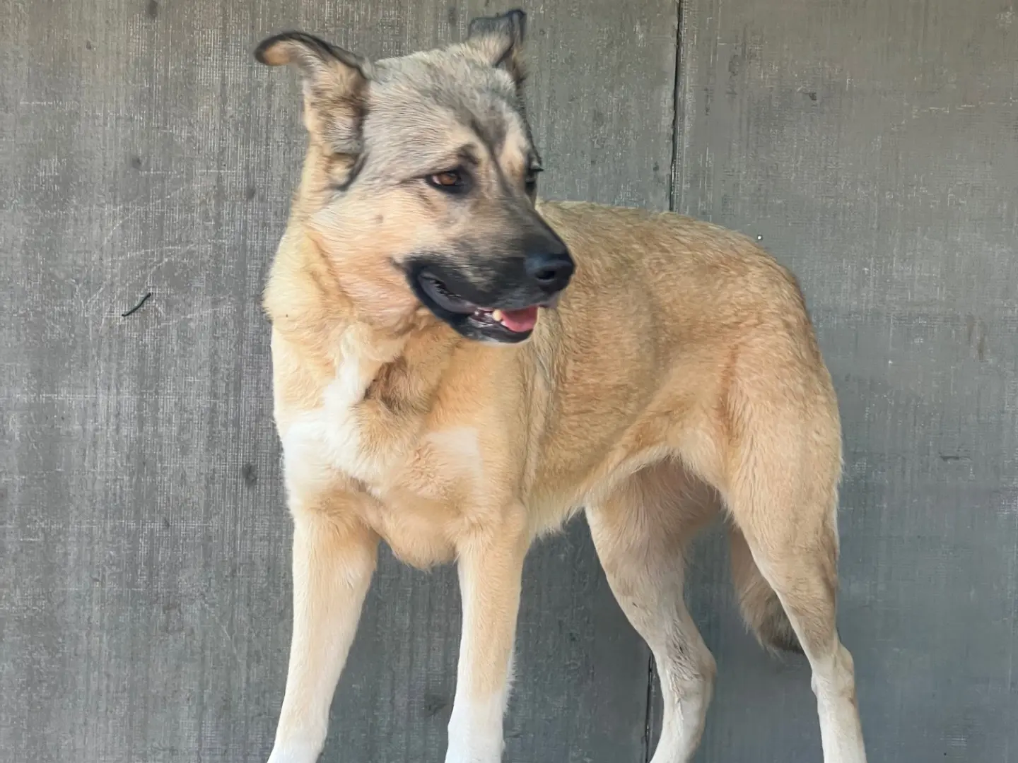 Adotta il cane Sally a Roma