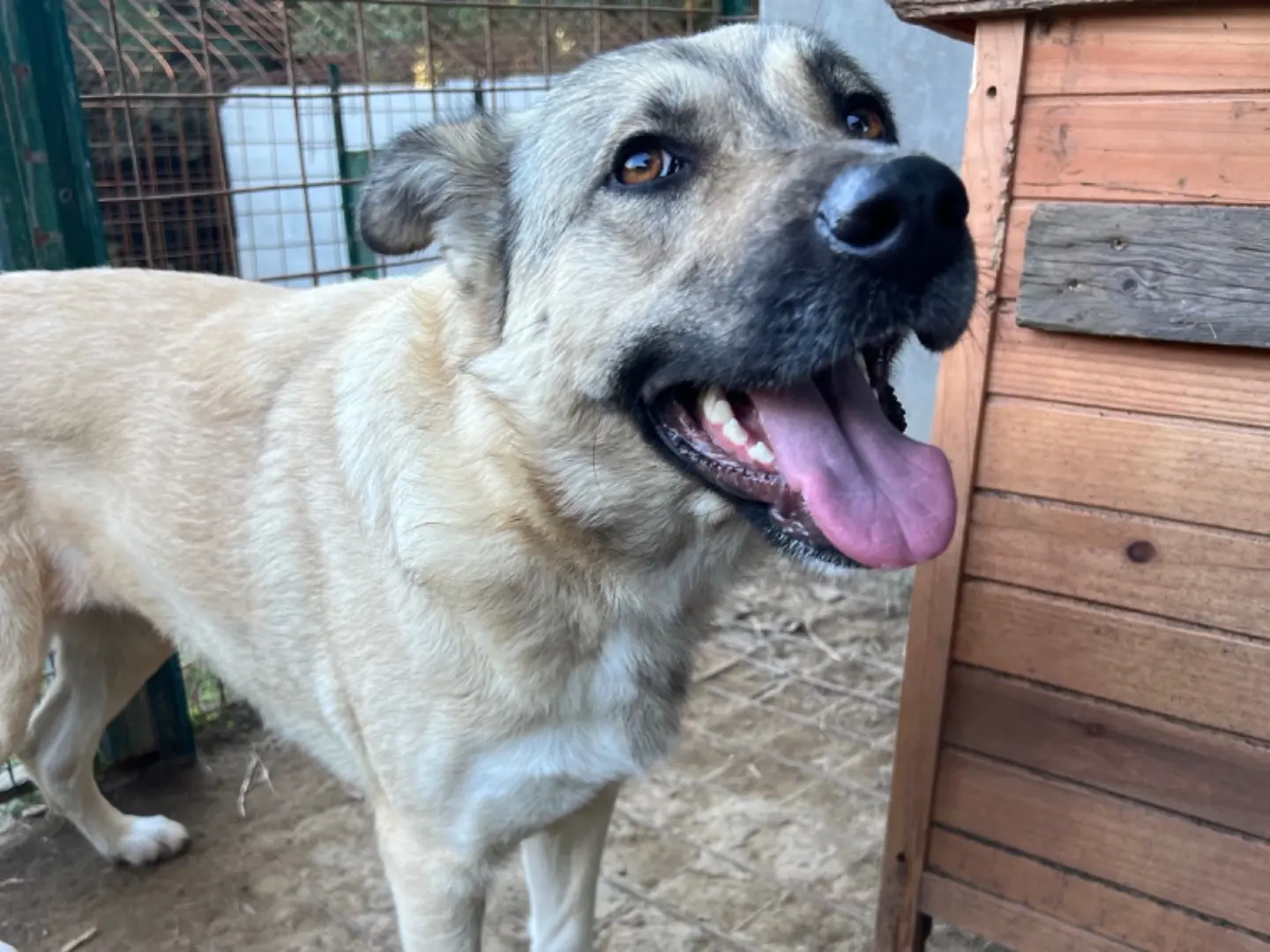 Adozione cane, femmina, Razza sconosciuta Razza sconosciuta, 3 anni e 10 mesi, taglia grande, Roma