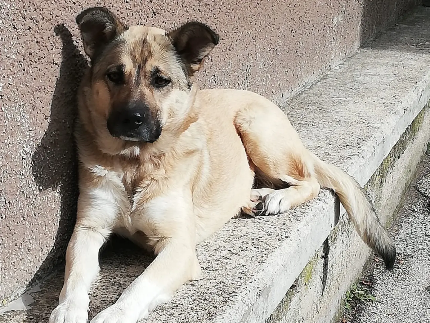 Adotta un cane, taglia grande, femmina, Roma