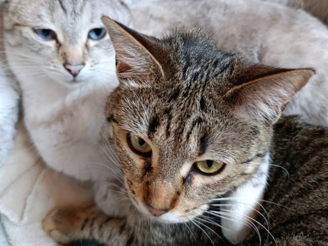 Adotta un cane, femmina, 1 anno e 5 mesi, Milano