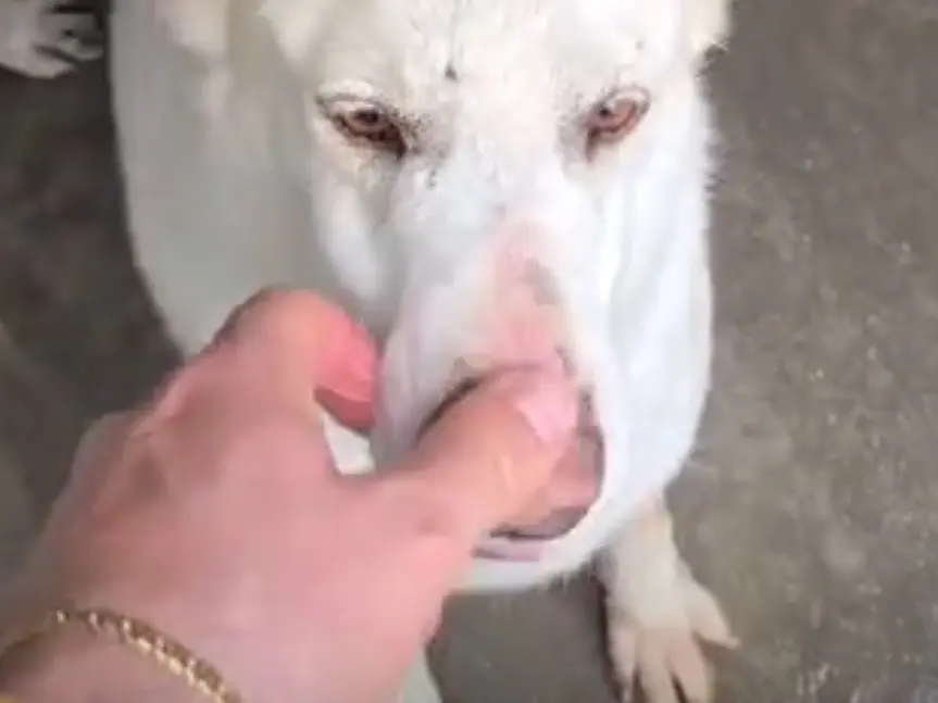 Adotta un cane, femmina, 7 anni e 10 mesi, Latina