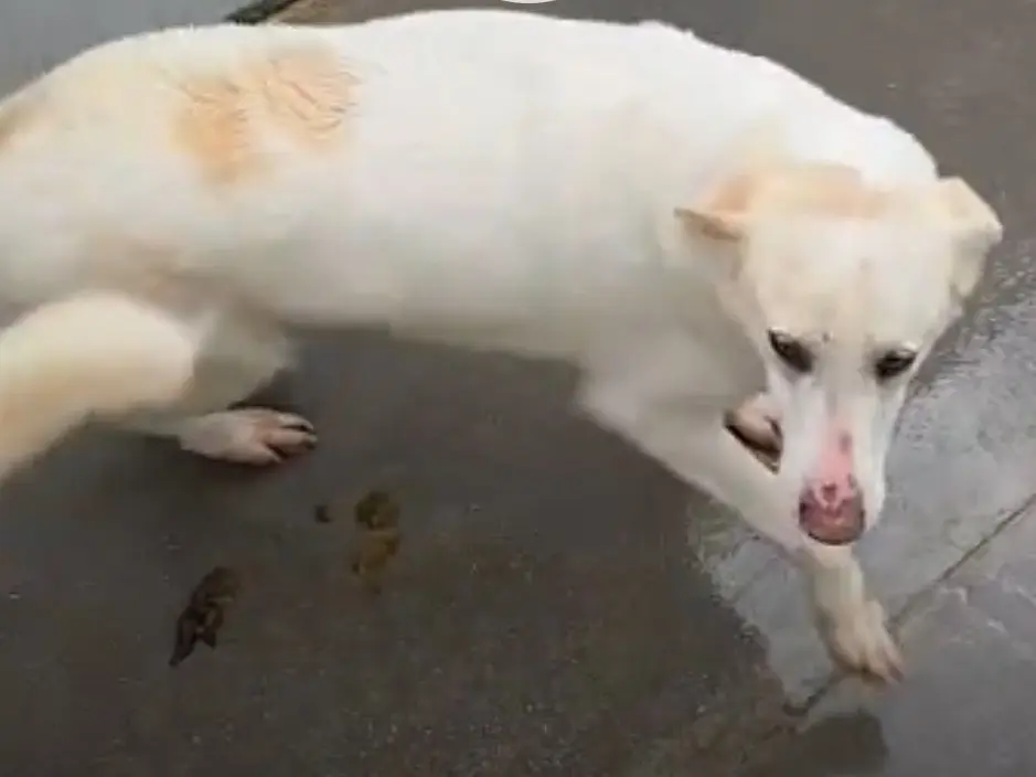 Adozione cane, femmina, Razza sconosciuta Razza sconosciuta, 7 anni e 10 mesi, taglia media, Latina
