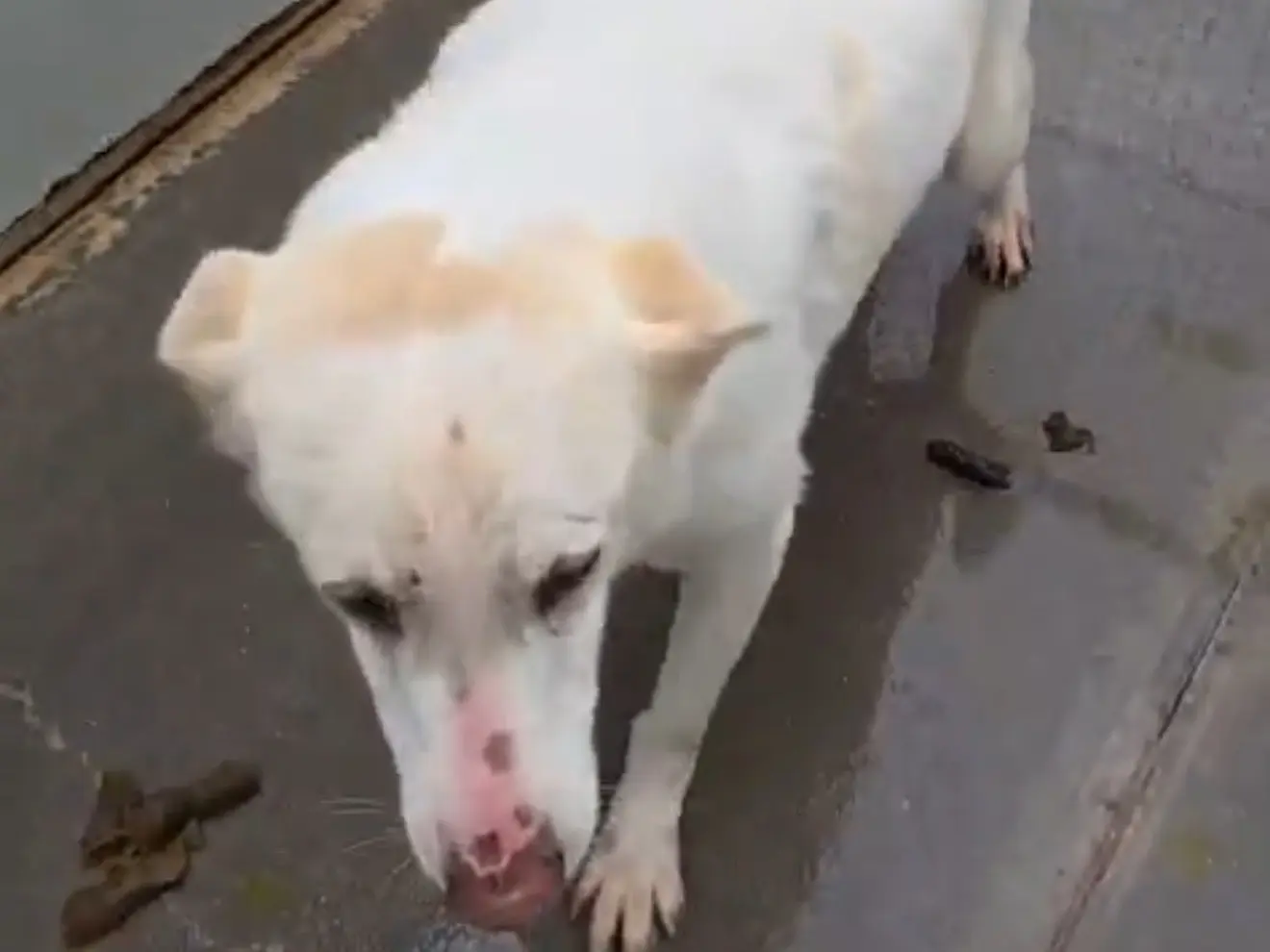 Adotta un cane, taglia media, femmina, Latina