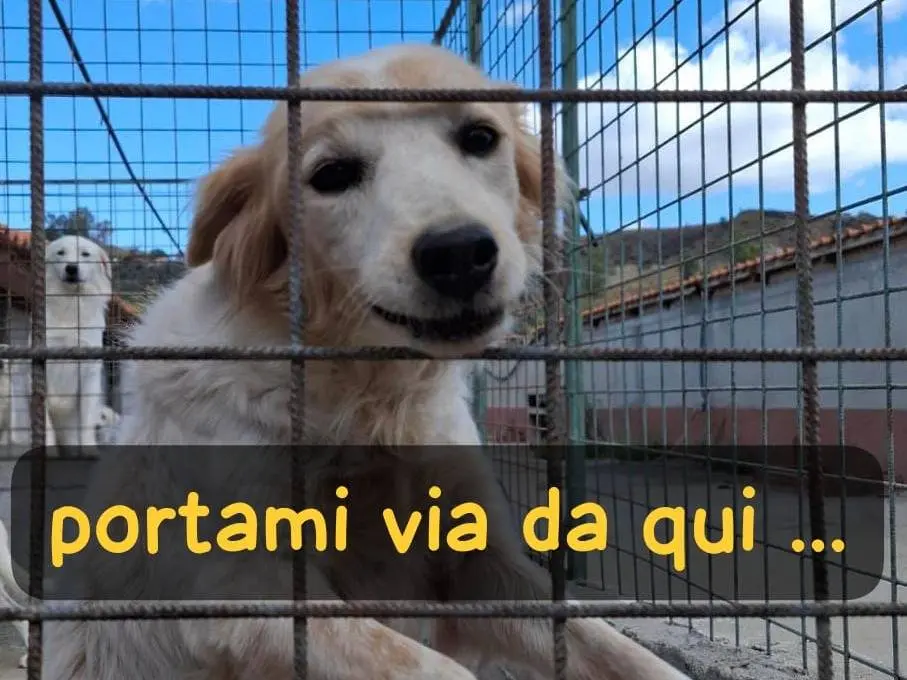Foto 1 dell'animale