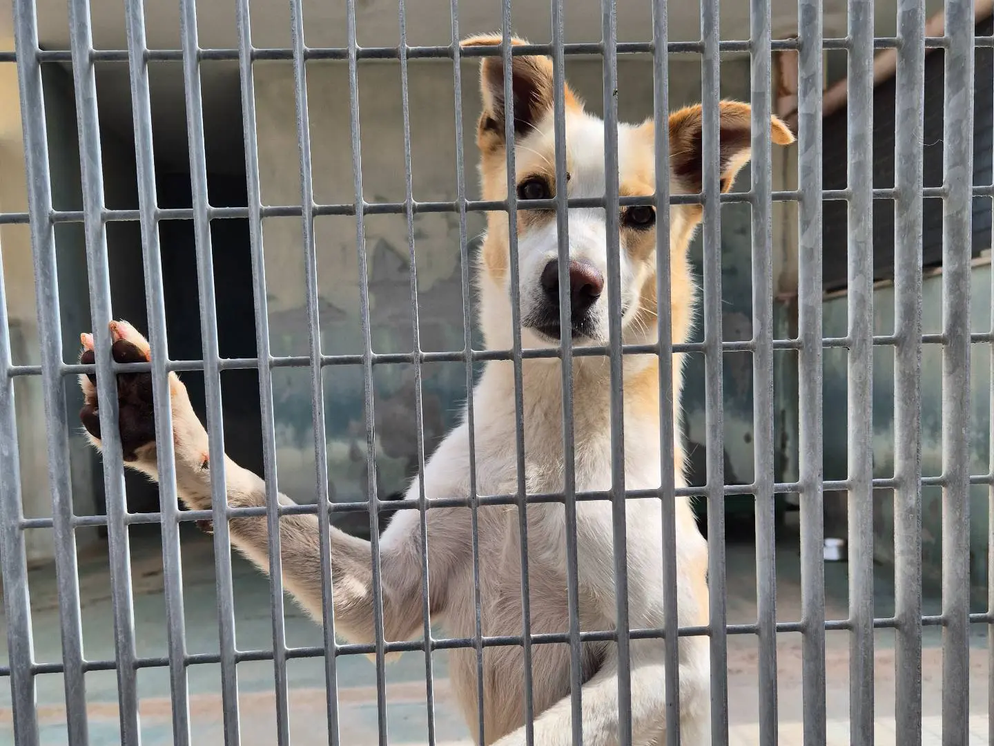Adotta il cane Lillo a Barletta