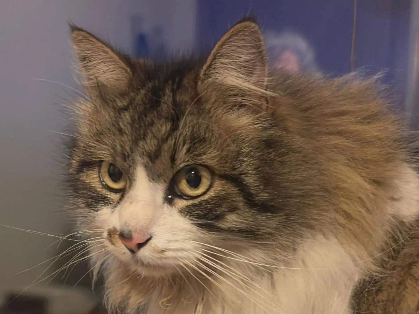 Adotta un gatto, femmina, 5 anni e 9 mesi, Viterbo