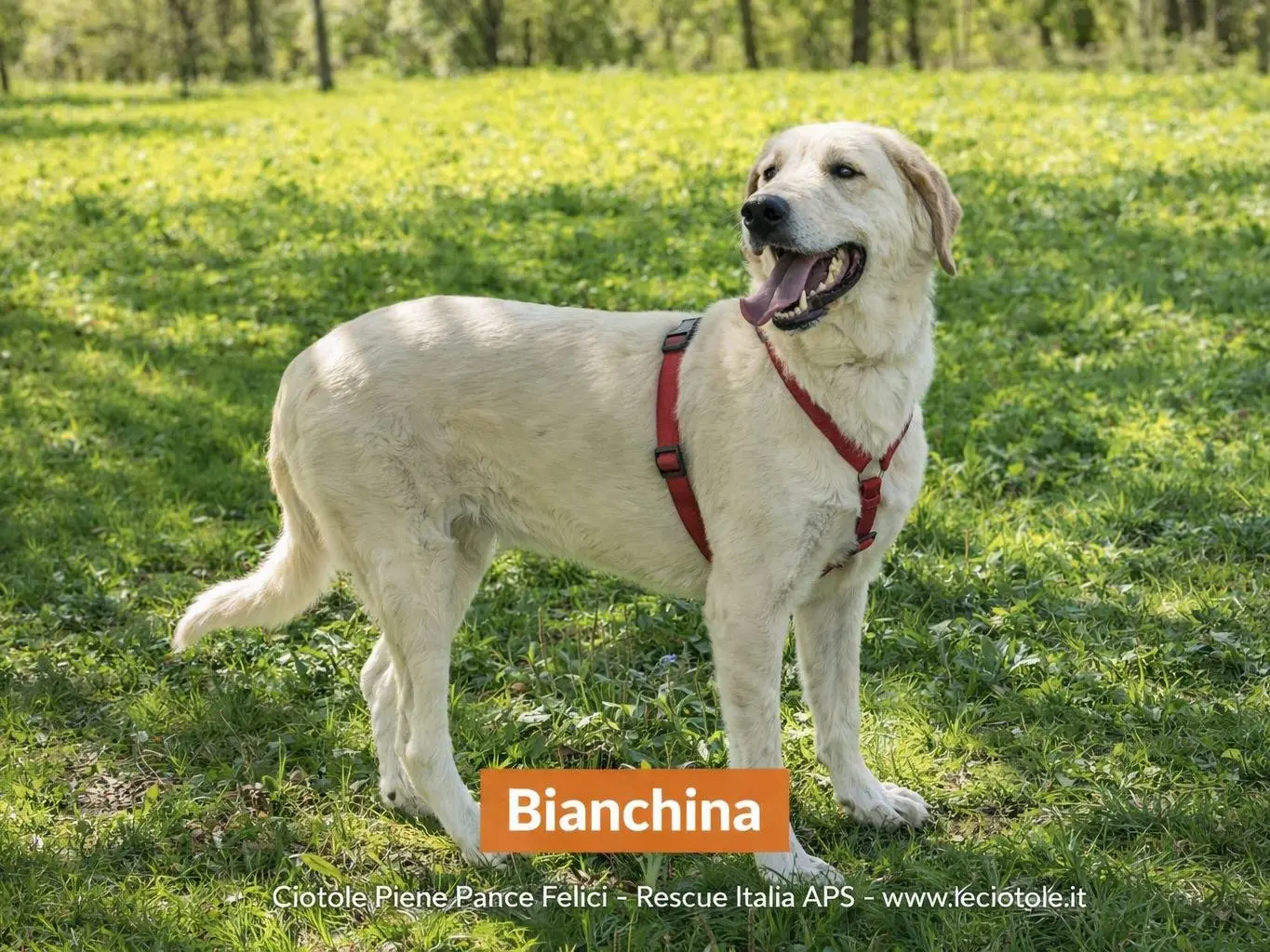 Adozione cane, femmina, Razza sconosciuta Razza sconosciuta, 2 anni e 11 mesi, taglia grande, Avellino