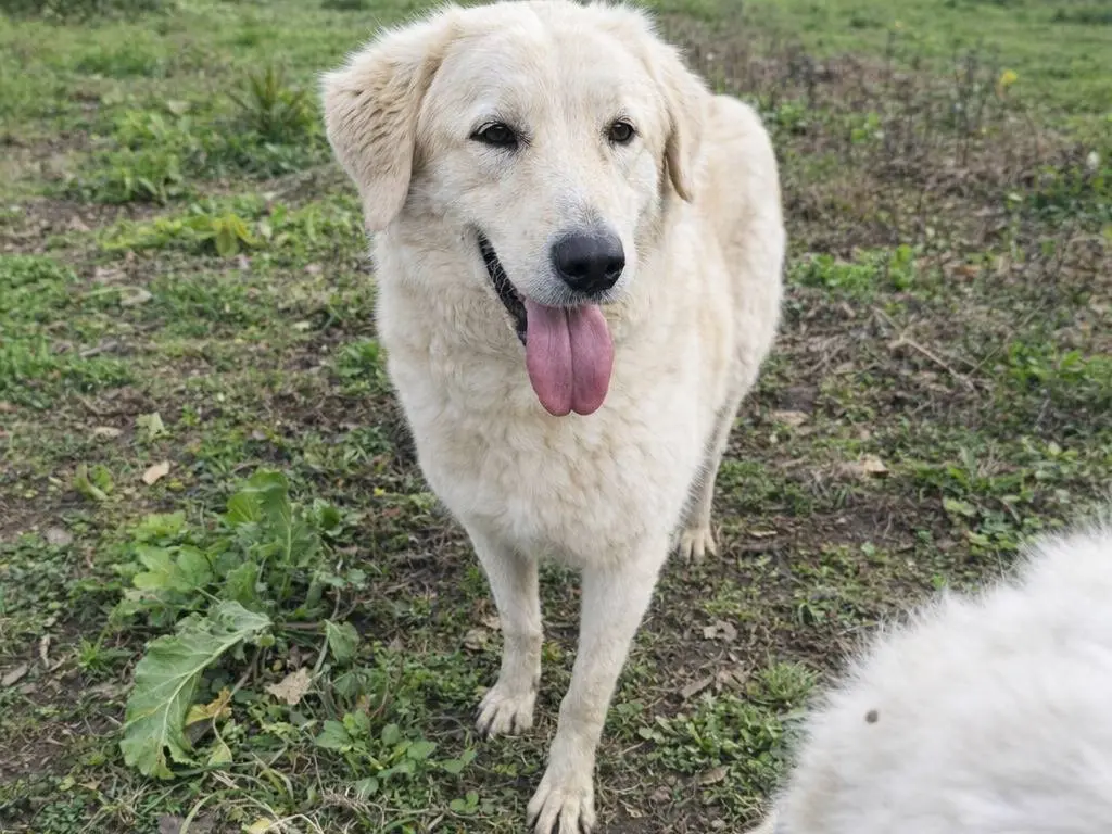 Adotta un cane, femmina, 2 anni e 11 mesi, Avellino