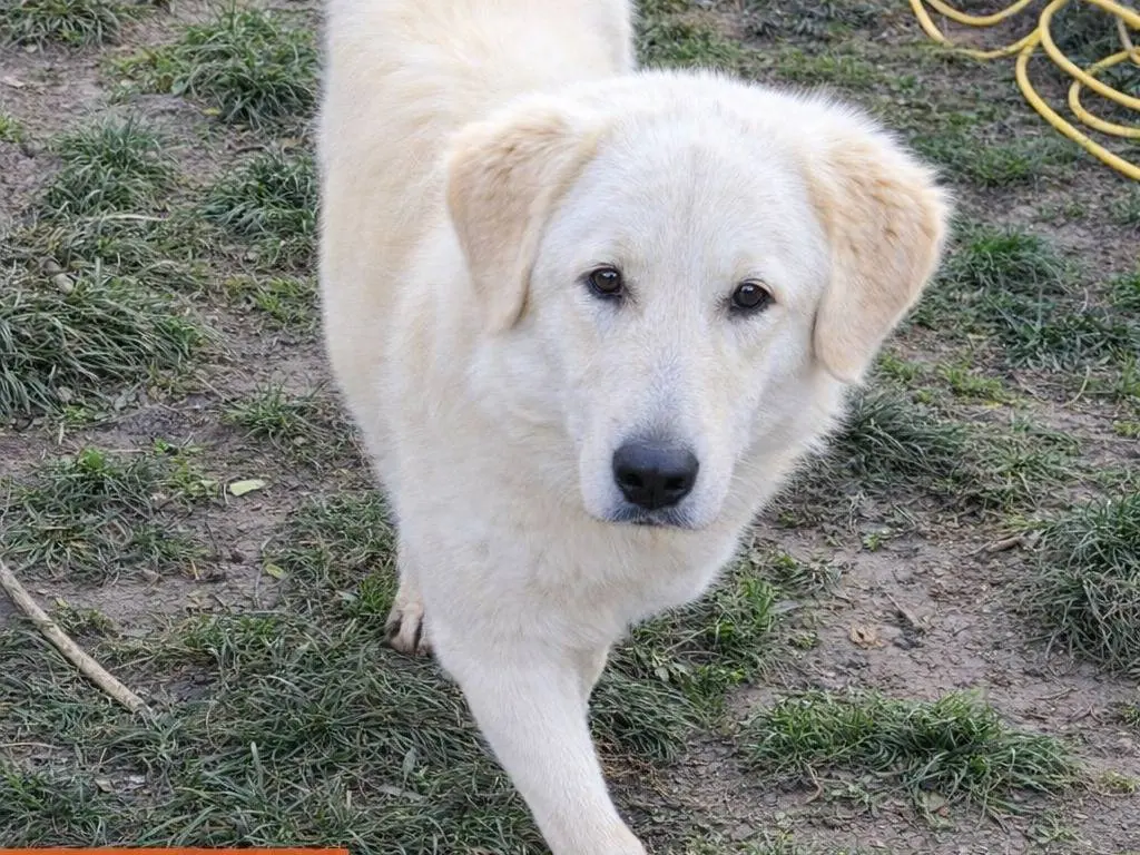 Adotta un cane, taglia grande, femmina, Avellino