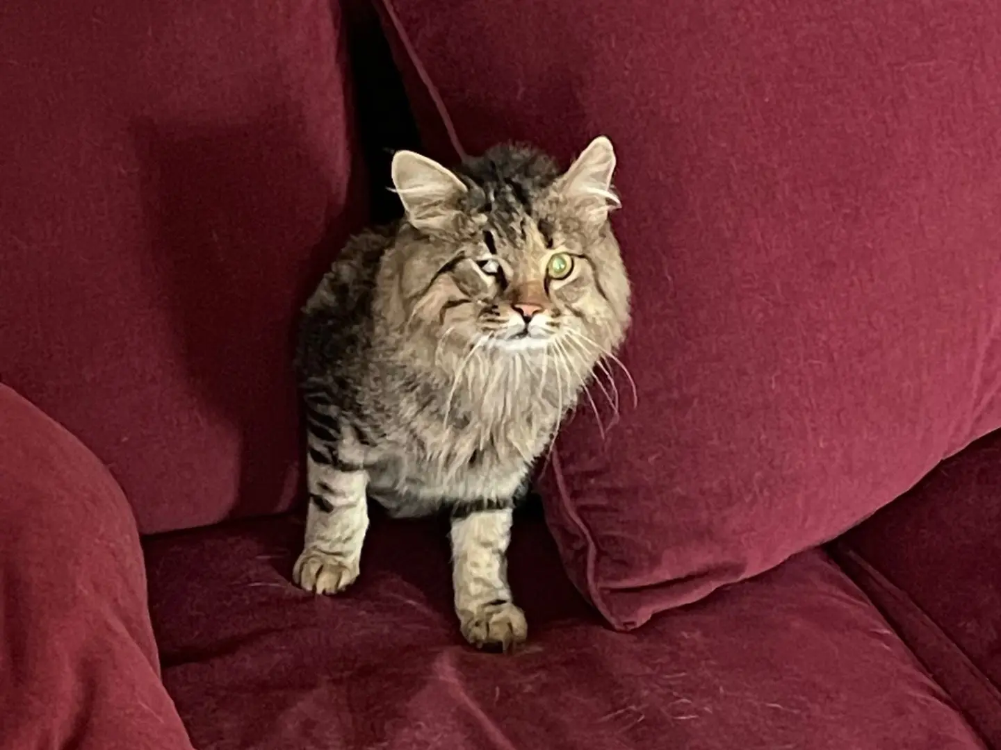 Adozione gatto, maschio, Razza sconosciuta Razza sconosciuta, 5 anni e 11 mesi, taglia non valida, Padova