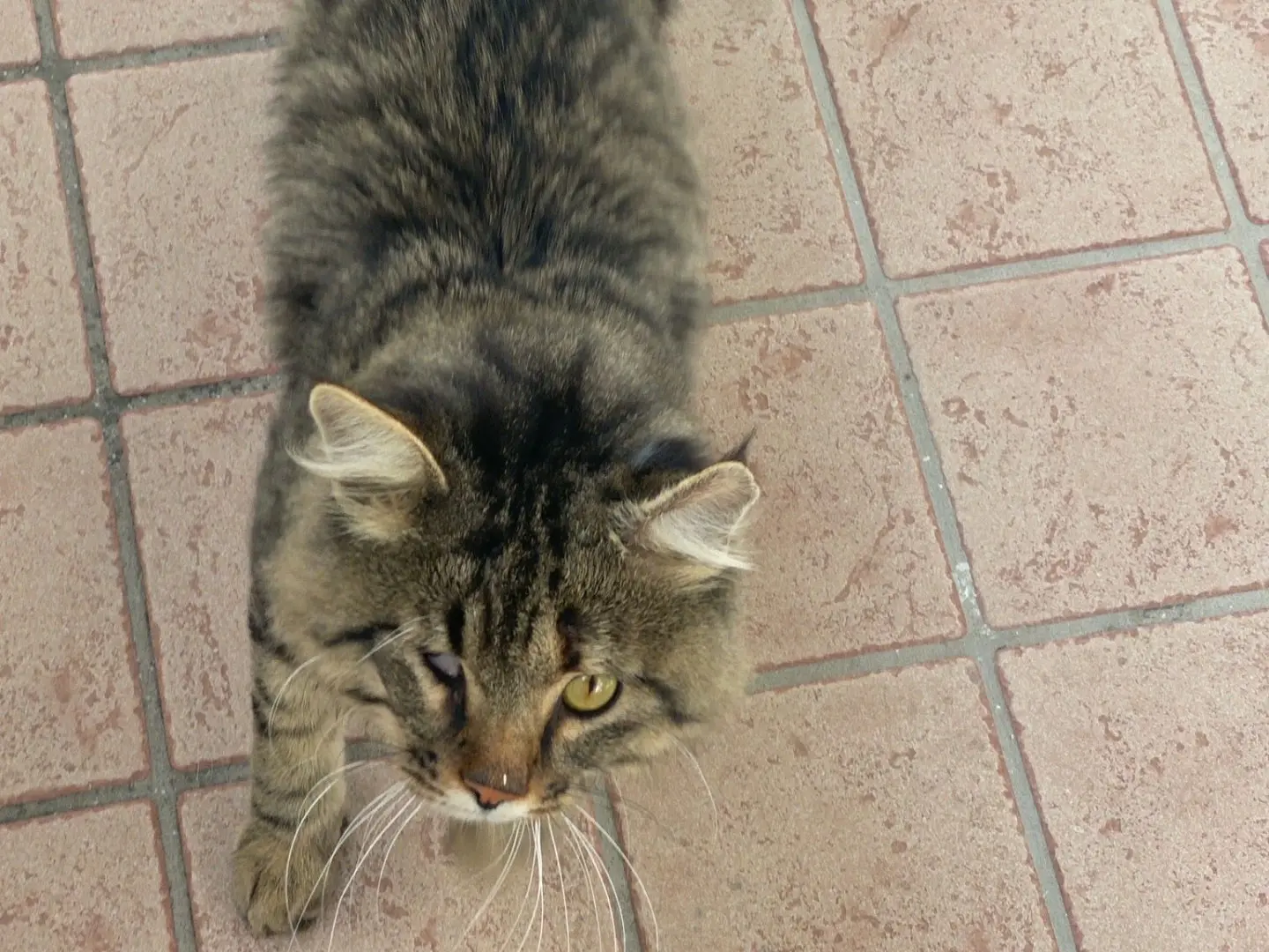 Adotta un gatto, maschio, 5 anni e 11 mesi, Padova