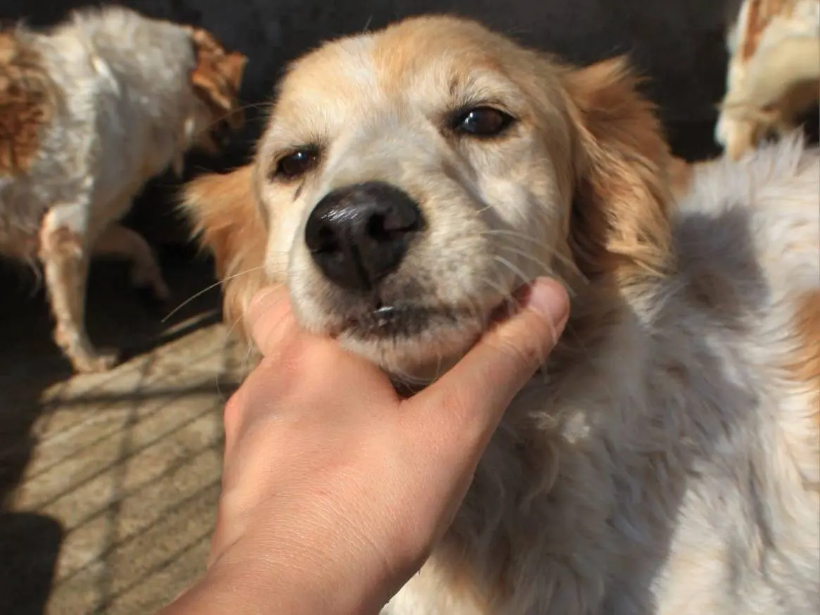 Adozione cane, femmina, Razza sconosciuta Razza sconosciuta, 10 anni e 3 mesi, taglia media, Crotone