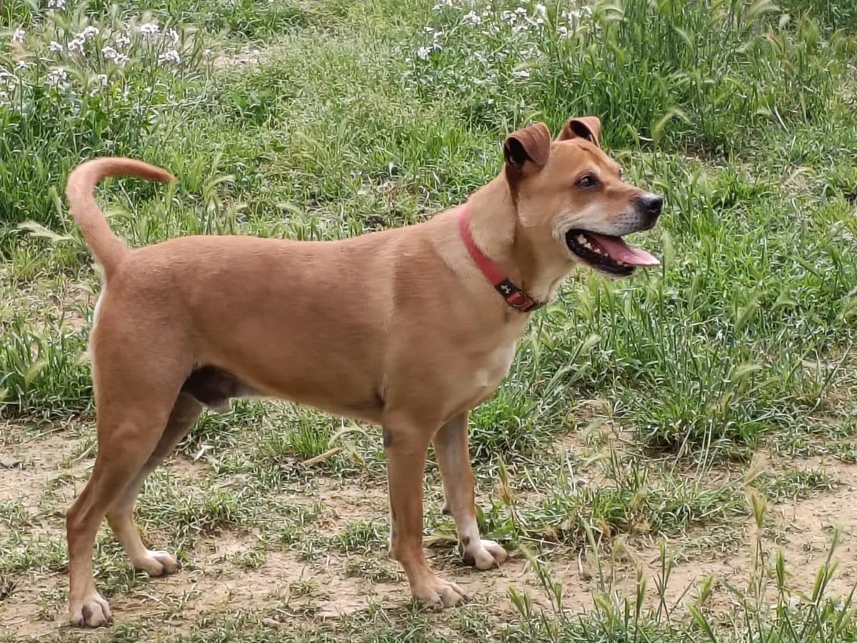 Adotta un cane, maschio, 7 anni e 8 mesi, Roma