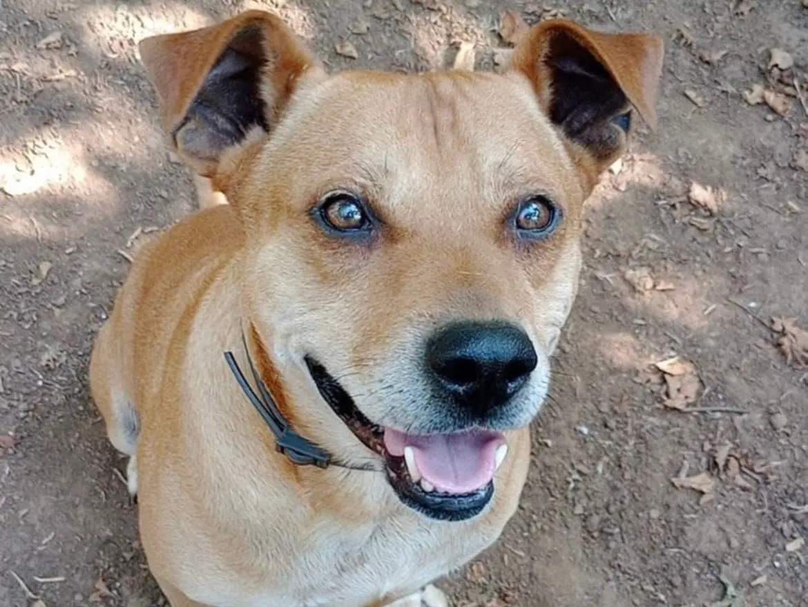 Adozione cane, maschio, Razza sconosciuta Razza sconosciuta, 7 anni e 8 mesi, taglia media, Roma
