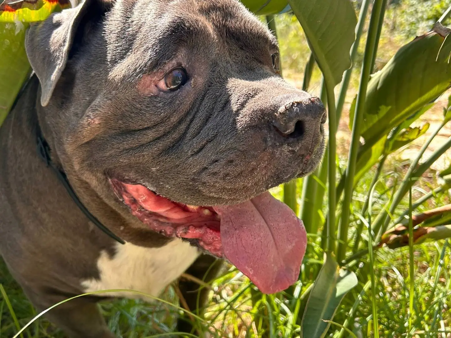 Adotta il cane Carlo a Lecce