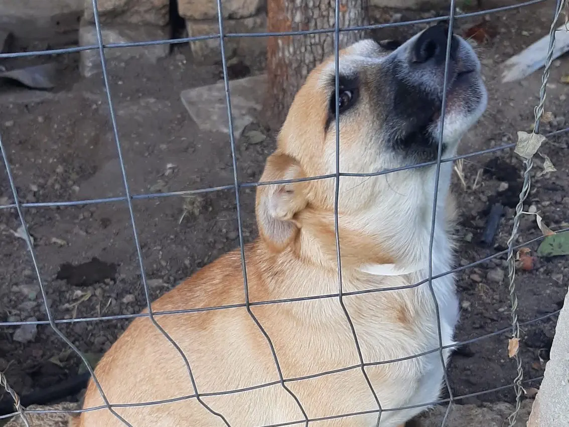 Adozione cane, maschio, Razza sconosciuta Razza sconosciuta, 1 anno e 3 mesi, taglia media, Ragusa