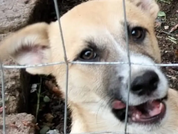 Adotta un cane, maschio, 1 anno e 3 mesi, Ragusa