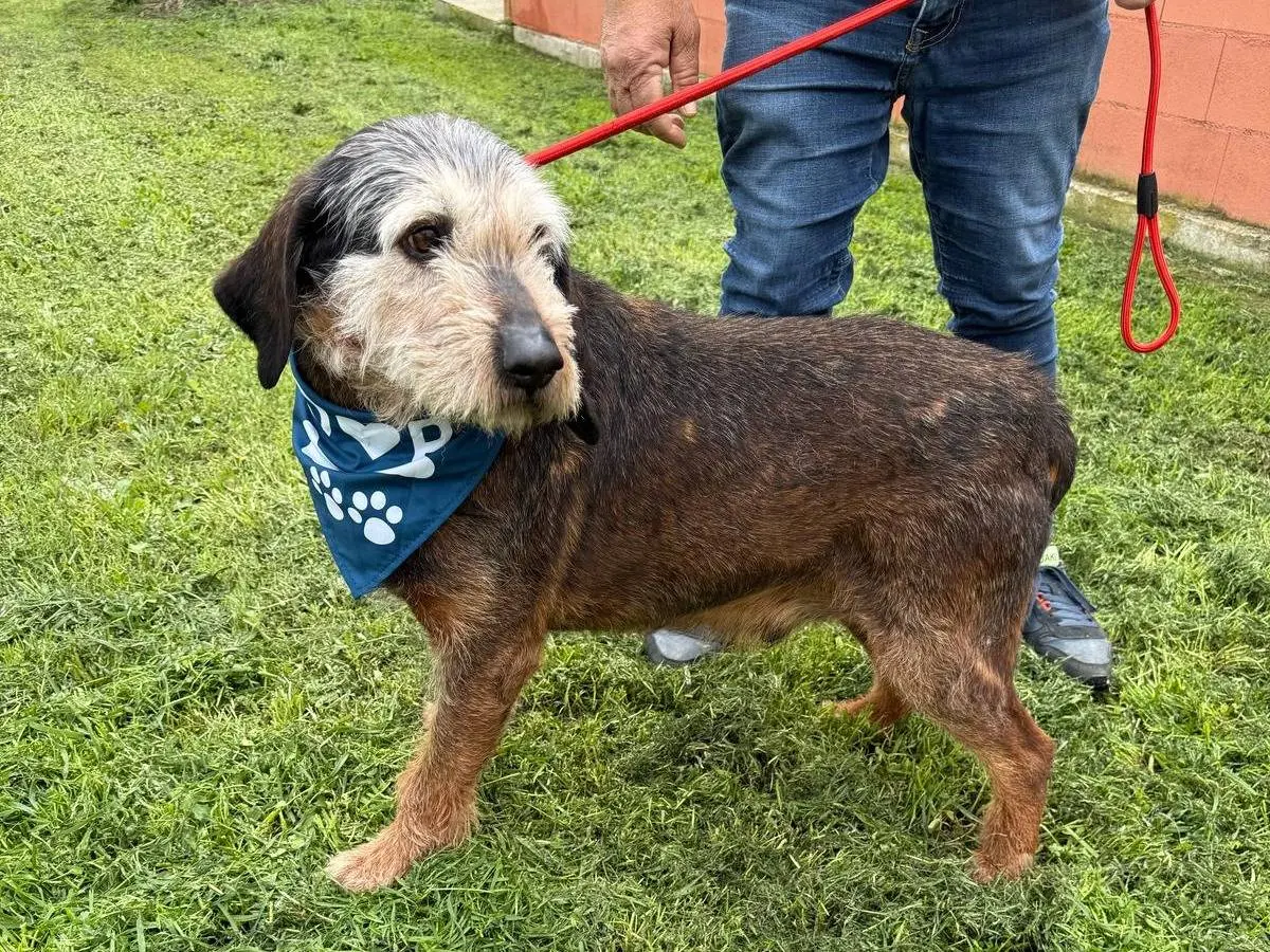 Vuoi adottare un cane a Matera?