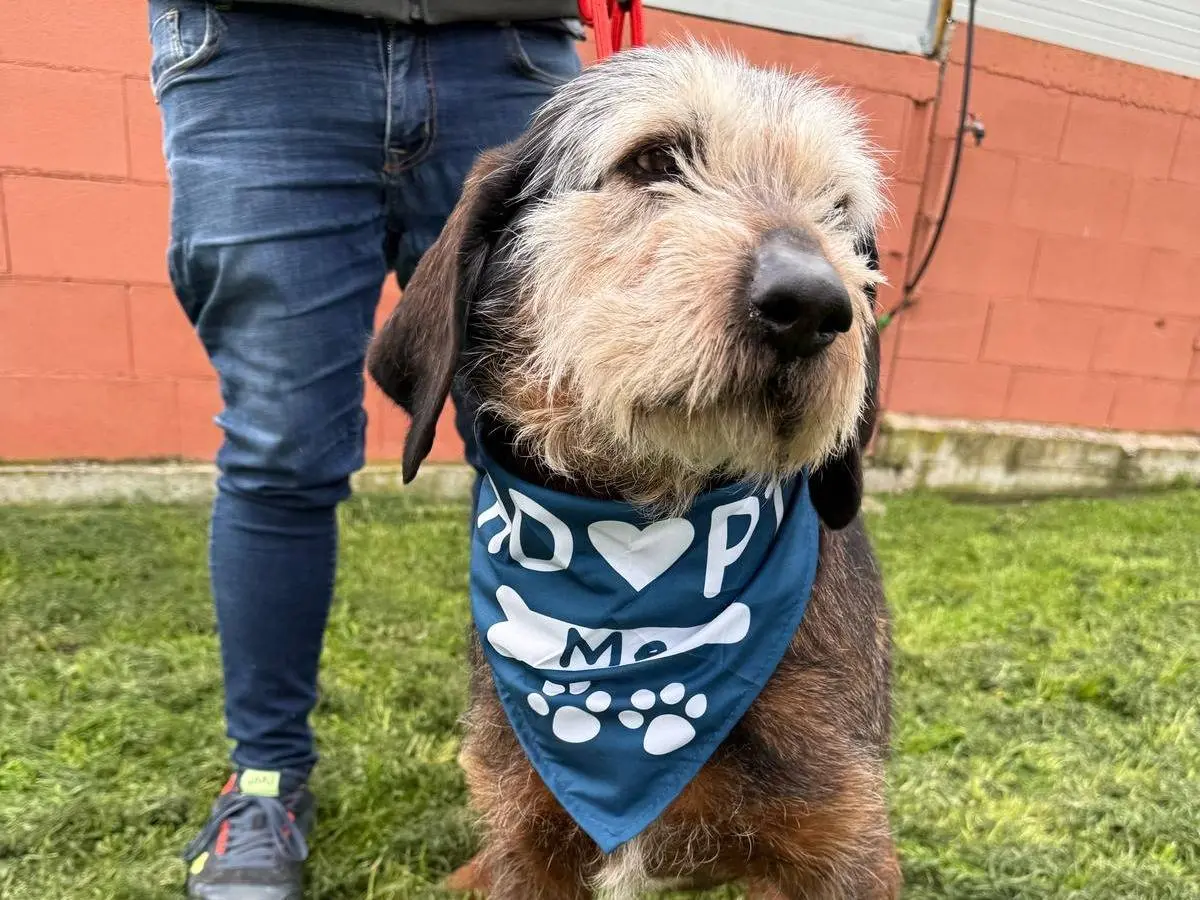 Adotta un cane, taglia grande, maschio, Matera