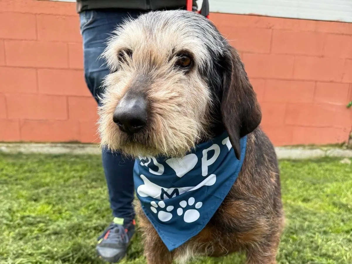 Adozione cane, maschio, Spinone Segugio, 13 anni, taglia grande, Matera