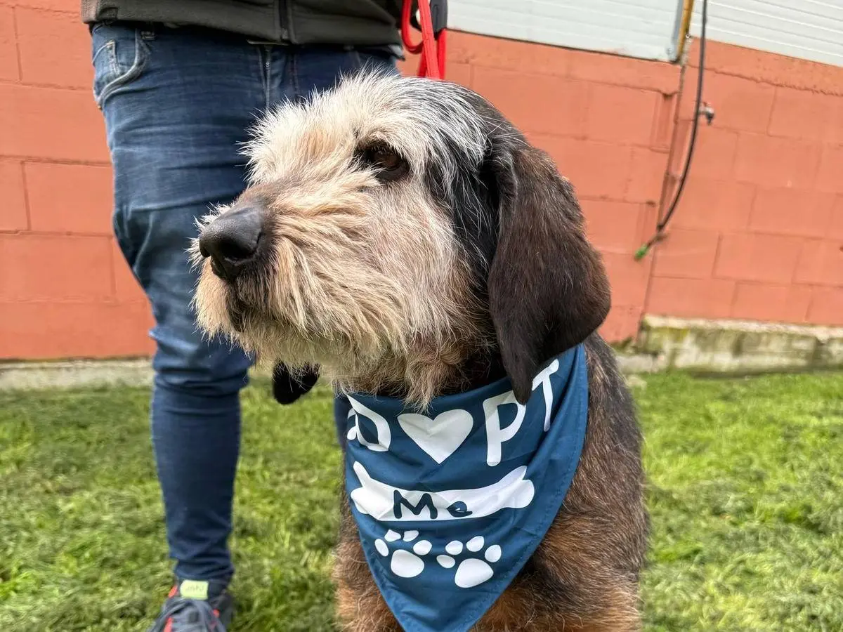 Adotta un cane, maschio, 13 anni, Matera