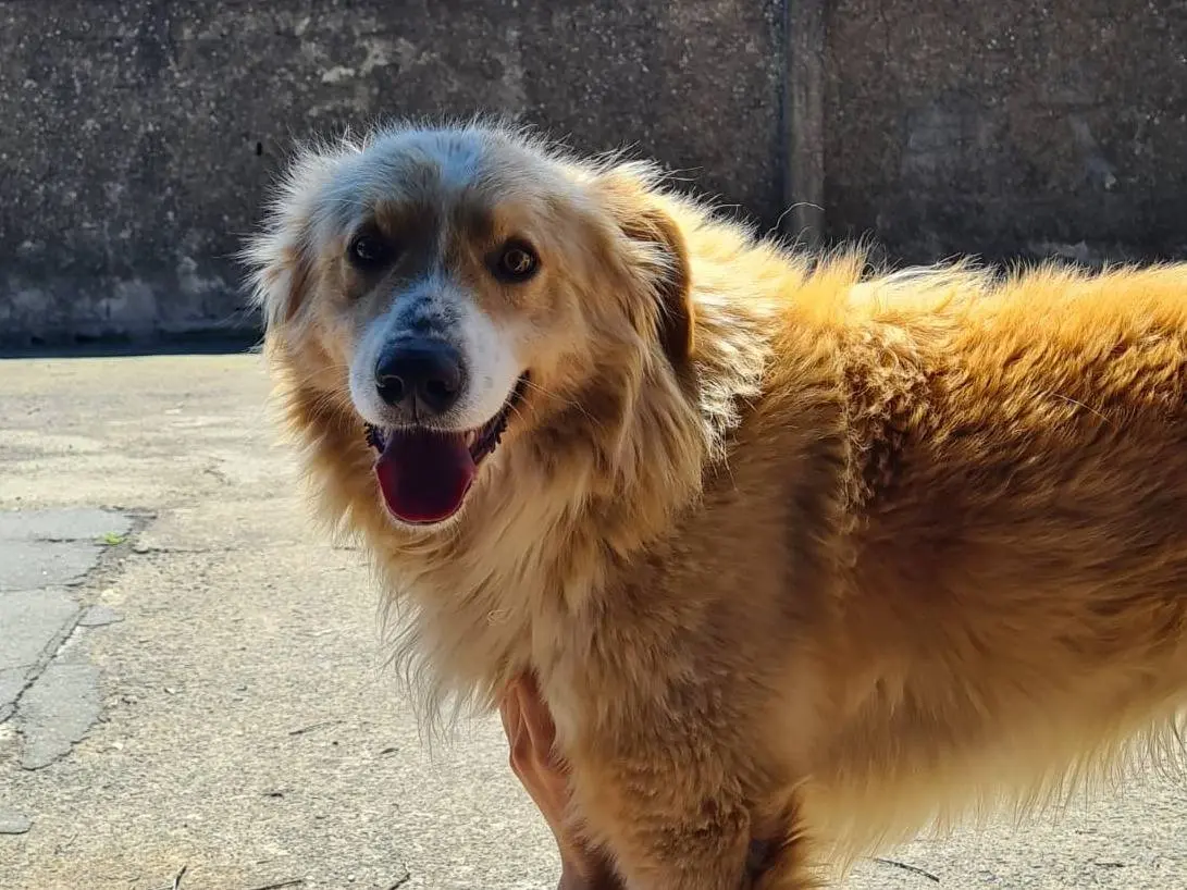 Adotta il cane Fox a Catania