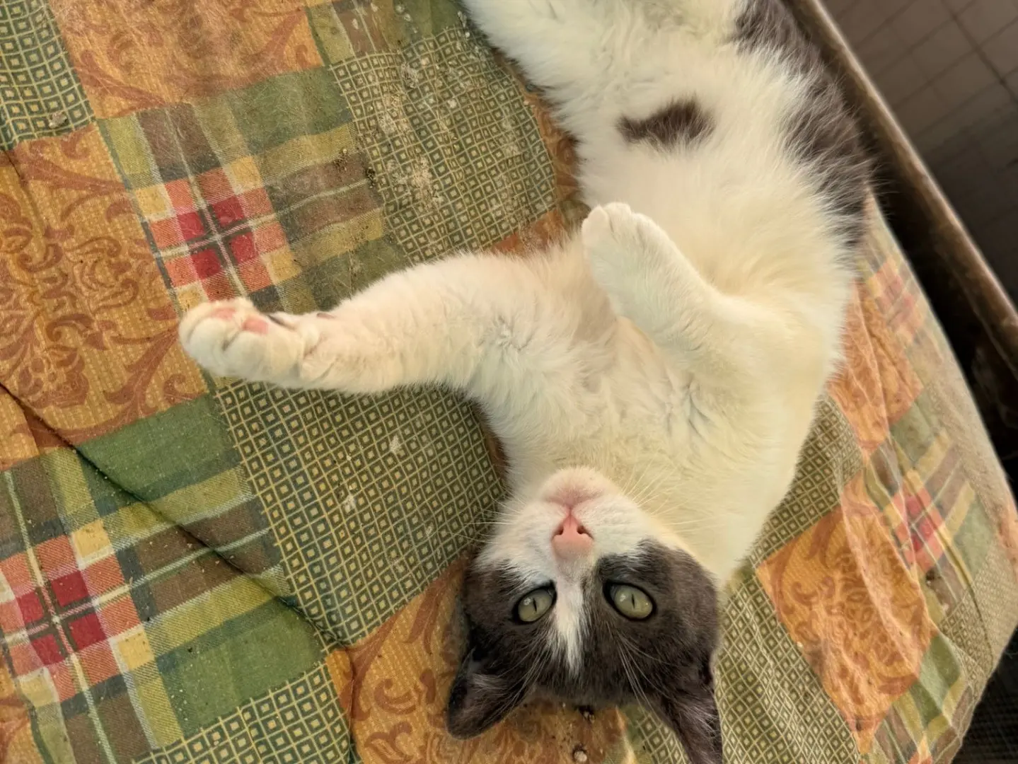 Adozione gatto, femmina, Razza sconosciuta Razza sconosciuta, 4 anni e 2 mesi, taglia non valida, Taranto