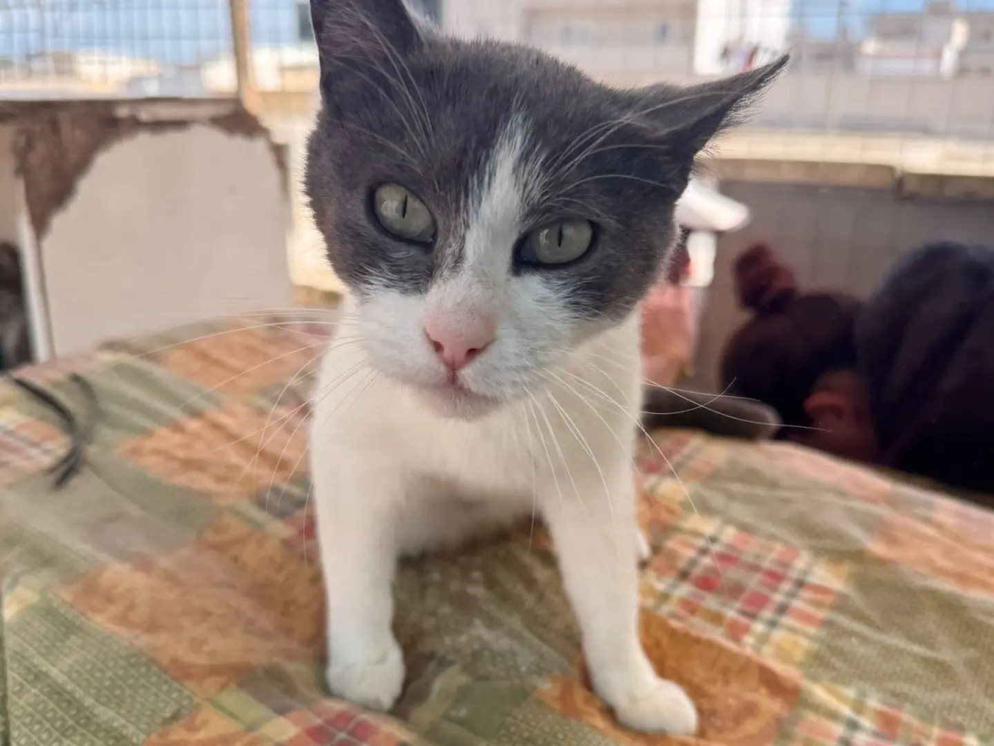 Adotta un gatto, femmina, 4 anni e 2 mesi, Taranto