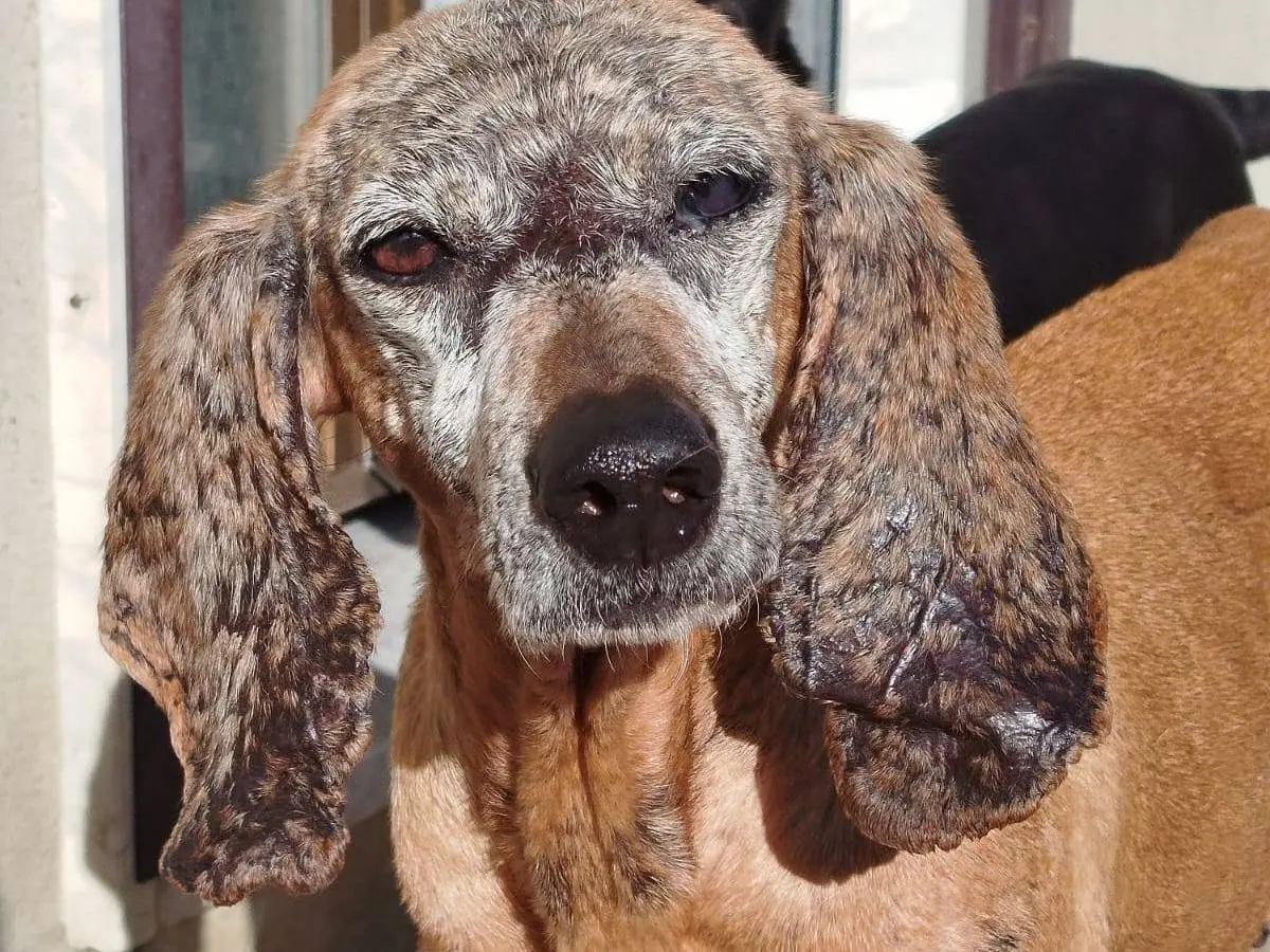 Adozione cane, femmina, Segugio Razza sconosciuta, 8 anni e 4 mesi, taglia media, Matera