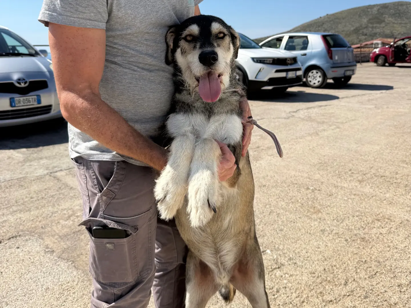 Vuoi adottare un cane a Latina?