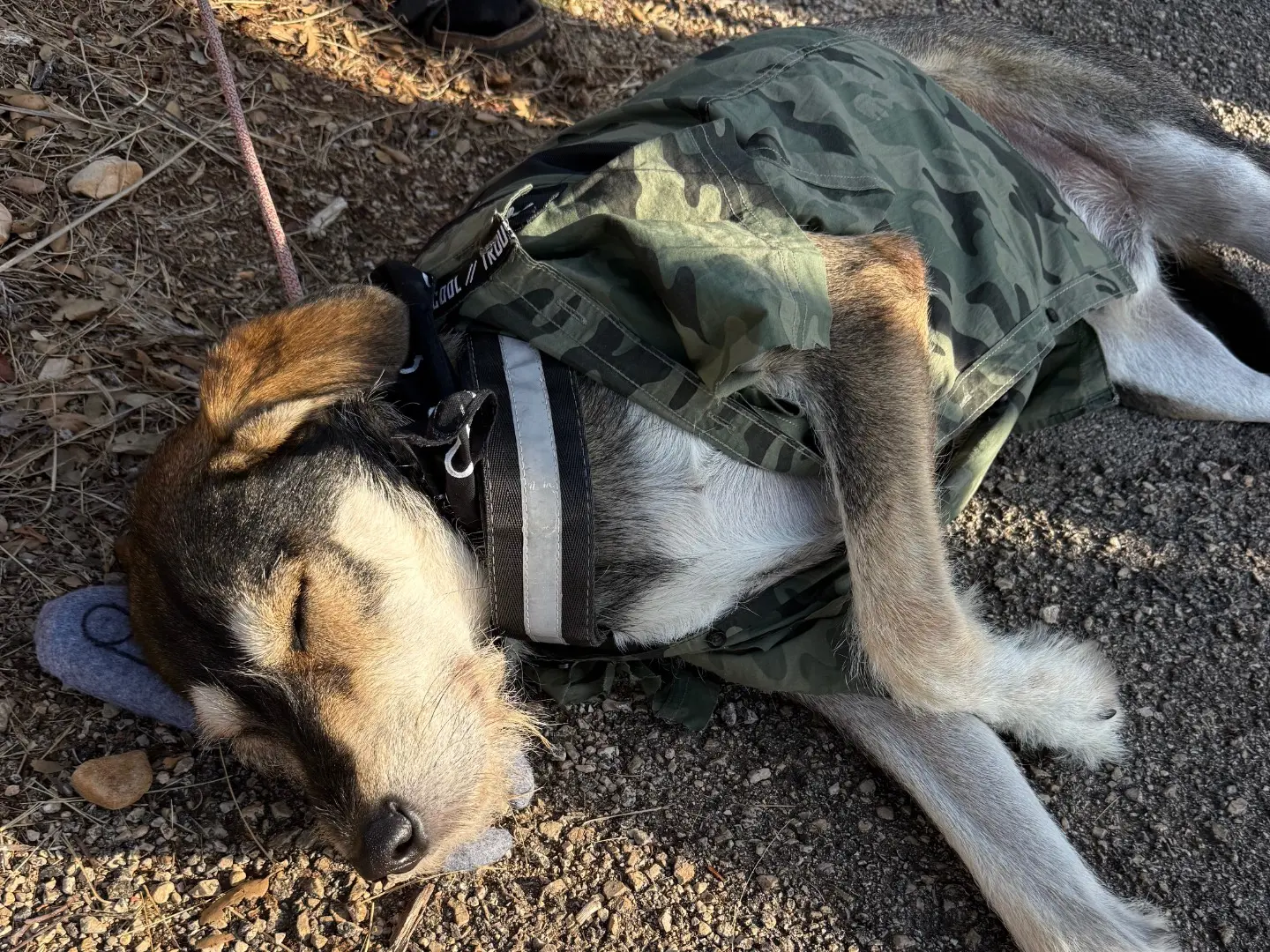 Adotta un cane, maschio, 5 anni e 8 mesi, Latina