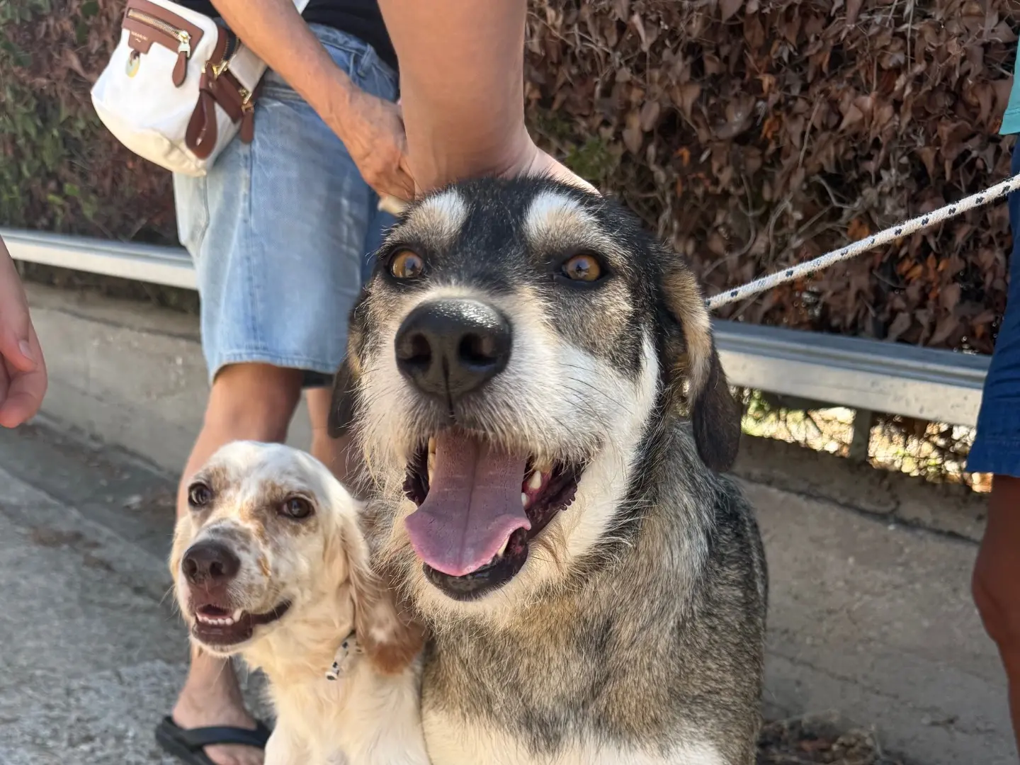 Adozione cane, maschio, Razza sconosciuta Razza sconosciuta, 5 anni e 8 mesi, taglia media, Latina