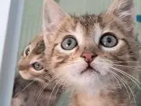 Adozione gatto, femmina, Razza sconosciuta Razza sconosciuta, 7 mesi, taglia non valida, Bari