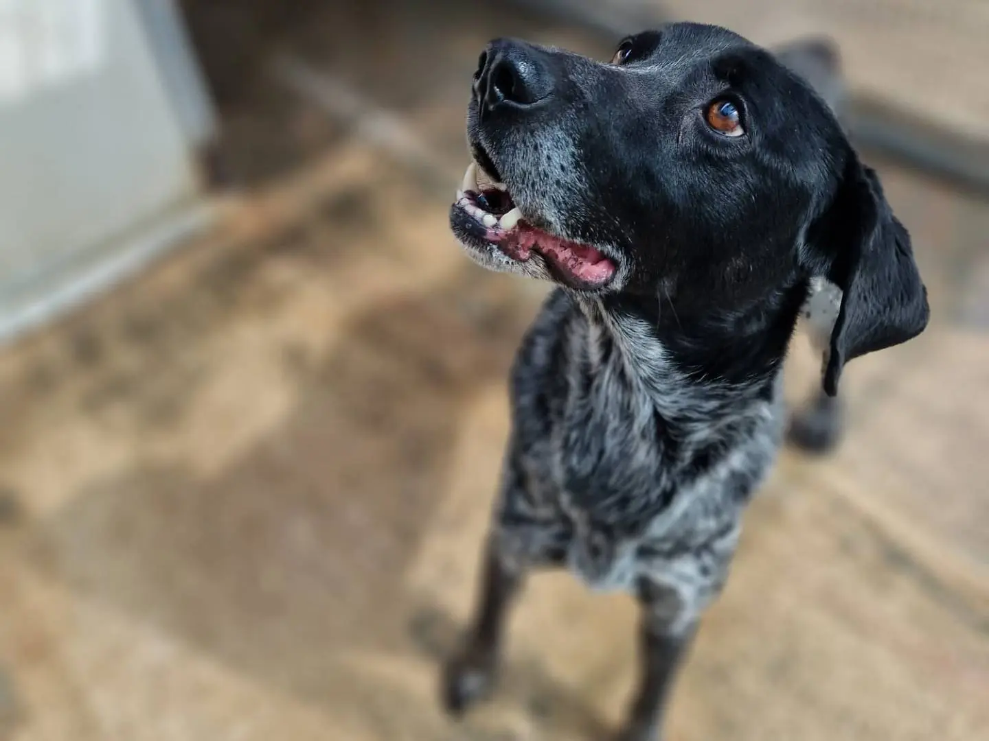 Adozione cane, maschio, Bracco, 7 anni e 10 mesi, taglia media, Taranto
