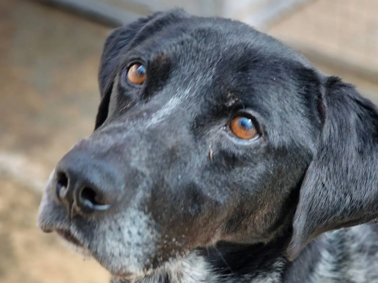 Adotta un cane, maschio, 7 anni e 10 mesi, Taranto